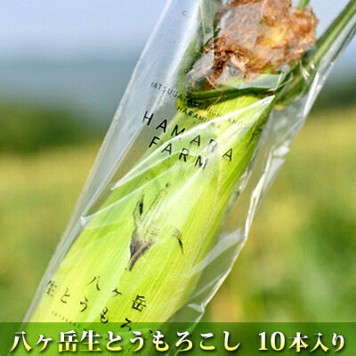 【ふるさと納税】2025年産 生で食べられる極上の八ヶ岳生とうもろこし10本入り約3.5kg　お届け：2025年7月下旬～9月下旬