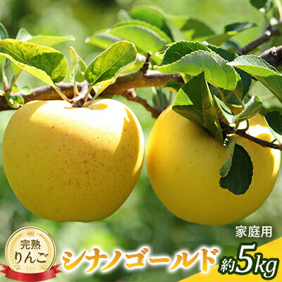 【ふるさと納税】先行予約 りんご シナノゴールド 約5kg 家庭用 2025年 令和7年発送 完熟りんご・外観は不揃いだけど美味しいよ 果物 果物類 リンゴ 林檎 フルーツ 長野のりんご 信州産 長野県産 信州りんご デザート 食後　お届け：2025年10月下旬～11月中旬ごろ