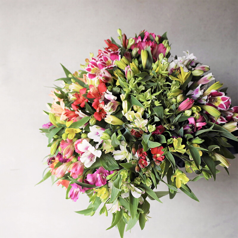 アルストロメリア 切花 花 観葉植物 自宅用 長野県飯島町 ふるさと納税 花 切花 信州飯島町の代表花 長野県産 花