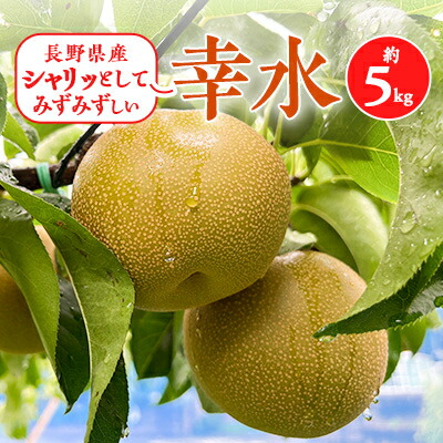 【ふるさと納税】2025年秋順次発送!信州の梨【幸水】約5kg　シャリッとしてみずみずしい梨　_ 梨 なし 果物 くだもの フルーツ 幸水 信州 旬 秋の味覚 人気 おすすめ 送料無料 産地直送 贈答 ギフト ジューシー 長野 冷蔵 【配送不可地域：離島】【1399537】