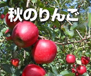 【ふるさと納税】農家直送】富永農園の秋のりんご【訳あり】約１０Kg&plusmn; [数量限定 農家直送 果物 フルーツ りんご リンゴ]｜長野県中川村