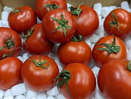 【ふるさと納税】GOKO樹なり甘熟とまと（中玉ABランク品）　約１Kg【金曜日発送】[数量限定 産地直送 野菜 とまと トマト]