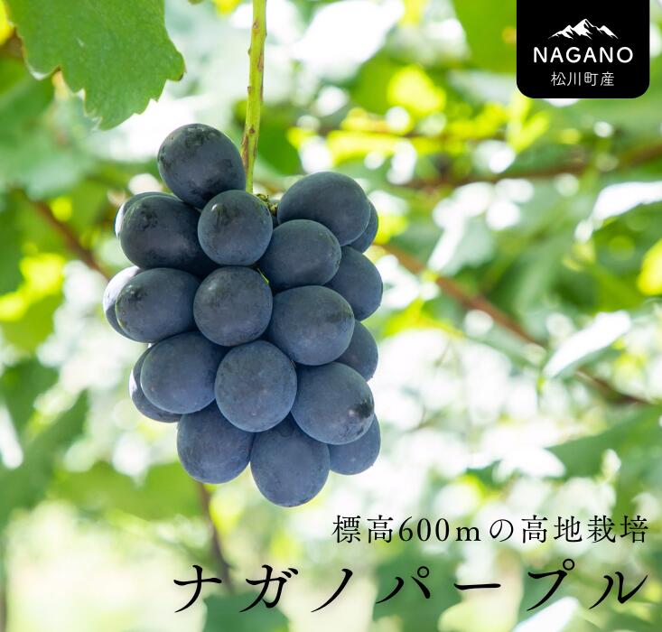 【ふるさと納税】<br>ナガノパープル 約2kg／2025年9月上旬頃発送予定 長野県松川町産 贈答 ギフト 稀少 高級ぶどう 2キロ ２キロ Tk07 TK03
