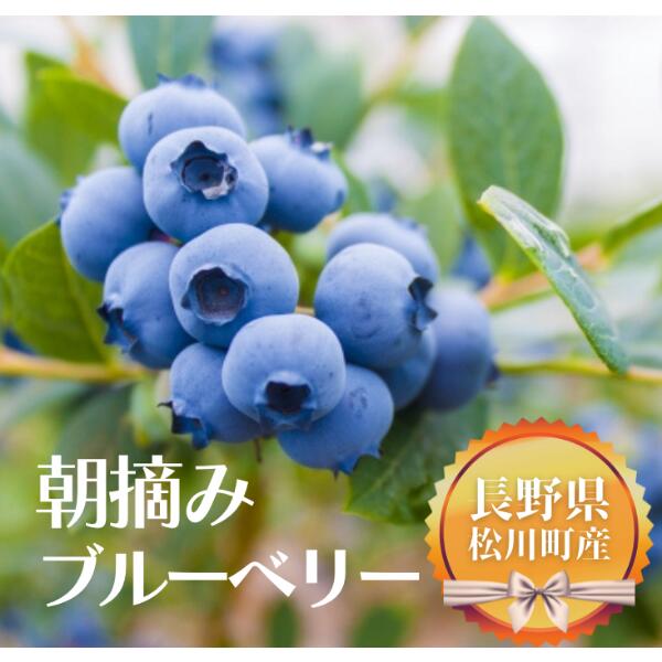 【ふるさと納税】<br>フレッシュブルーベリー 600g／2025年6月下旬頃発送 // 贈答用 大粒 ２Lサイズ 国産 長野県産 スムージーにも　KB02