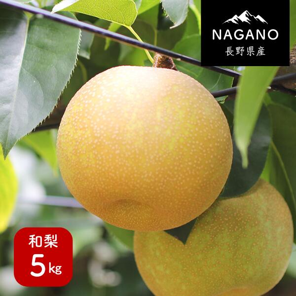 【ふるさと納税】<br>梨 幸水か豊水（長野県産秀品） 5kg／8月下旬頃～9月中旬頃配送予定 // 長野県 南信州 ギフト 贈答 和梨 なし ナシ お取り寄せ 果物 フルーツ MS02