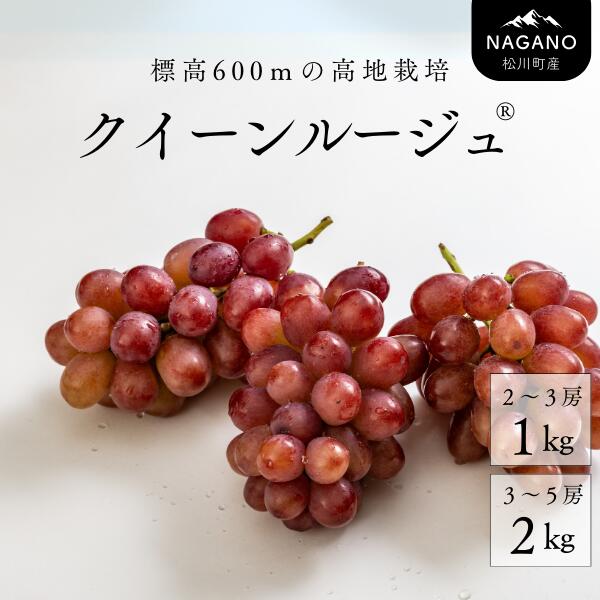【ふるさと納税】<br>クイーンルージュ・・ 約1キロ or 2キロ ／2025年9月下旬頃発送予定 長野県松川町産 贈答 ギフト 稀少 高級ぶどう 約1kg 約2kg TK04 TK08 TK13
