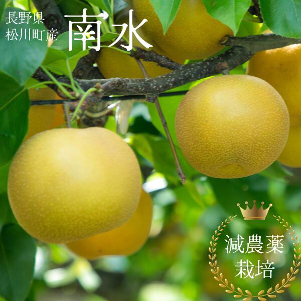 【ふるさと納税】<br>梨 南水 約5キロ 秀品 減農薬栽培／9月中旬頃から配送予定 YN09
