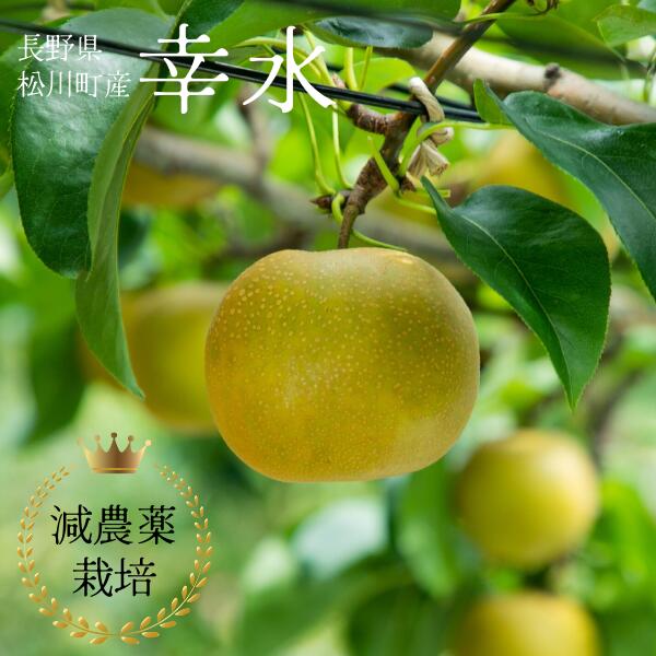 【ふるさと納税】<br>梨 幸水 約5キロ 減農薬栽培 秀品／8月中旬頃から配送予定 YN07