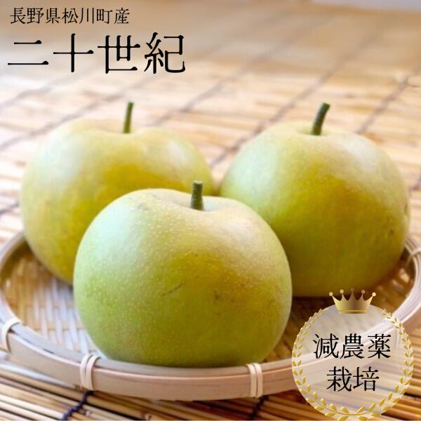 【ふるさと納税】<br>梨 二十世紀 約5キロ 減農薬栽培 秀品／9月上旬頃から配送予定 YN08