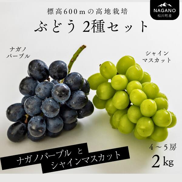 【ふるさと納税】<br>ぶどう2種セット（ナガノパープル・シャインマスカット）約2キロ 4～5房 ／2025年9月中旬頃発送 長野県松川町産　贈答　ギフト　稀少　高級ぶどう TK16