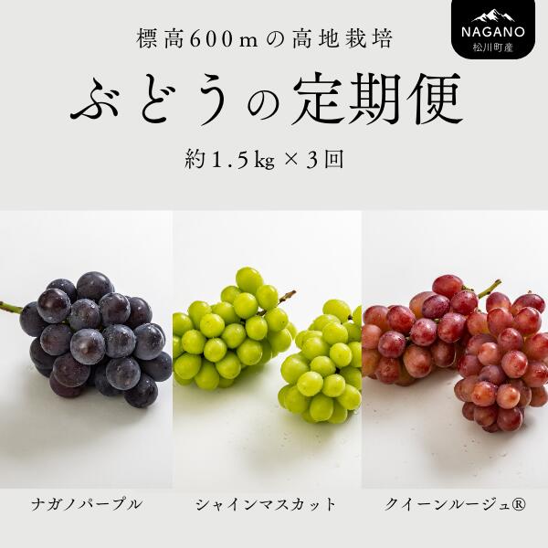 【ふるさと納税】<br>ぶどうの定期便 約1.5キロ×3回（ナガノパープル／シャインマスカット／クイーンルージュ・・） ／2025年9月上旬頃発送 長野県松川町産　贈答　ギフト　稀少　高級ぶどう TK15