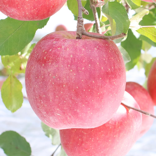 在庫一掃 楽天市場 ふるさと納税 りんごの王様ふじリンゴ 長野県産 りんご サンふじ 約10kg 秀品 21年11月中旬 12月中旬頃に順次発送予定 着日指定はできません 沖縄 離島への発送不可 長野県高森町 残りわずか Lexusoman Com