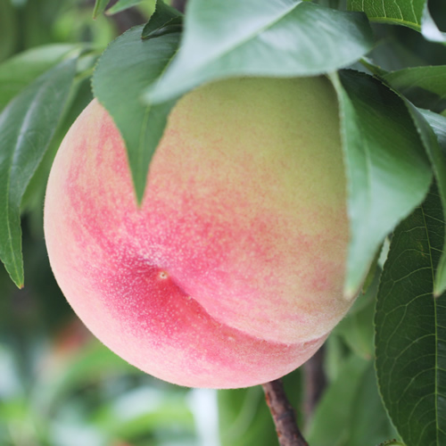 【ふるさと納税】【長野県産】桃(あかつき) 約5kg 秀品＜2025年7月中旬から発送＞【配送不可地域：離島】