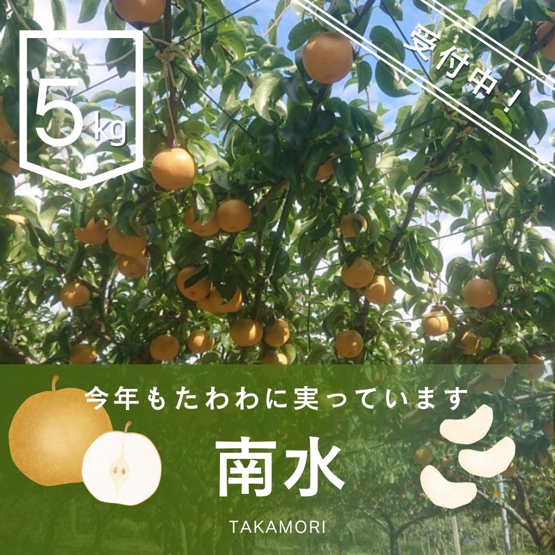 【ふるさと納税】【南信州高森産】梨(南水)5kg ＜9月下旬より順次発送＞【配送不可地域：離島】