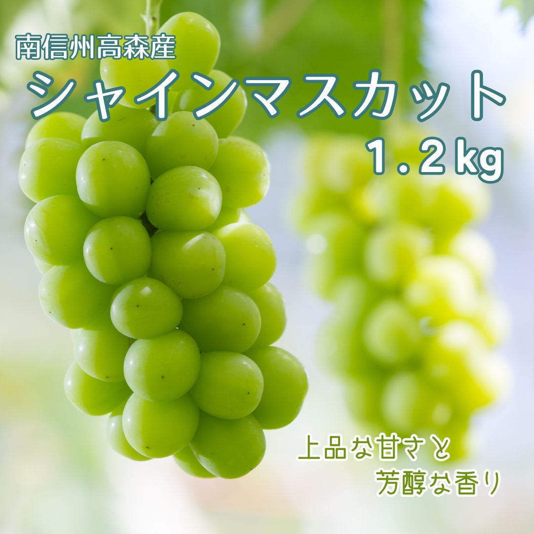 【ふるさと納税】【南信州高森産】シャインマスカット約1.2kg＜2025年9月中旬より発送＞【配送不可地域：離島】