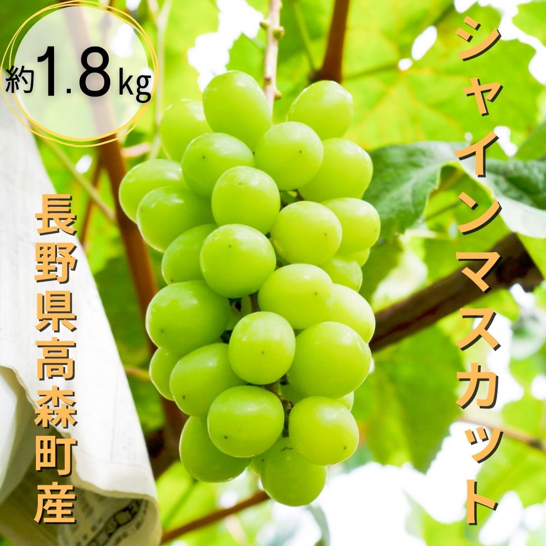 【ふるさと納税】ジューシーなシャインマスカット 約1.8kg＜9月中旬より発送＞【配送不可地域：離島】