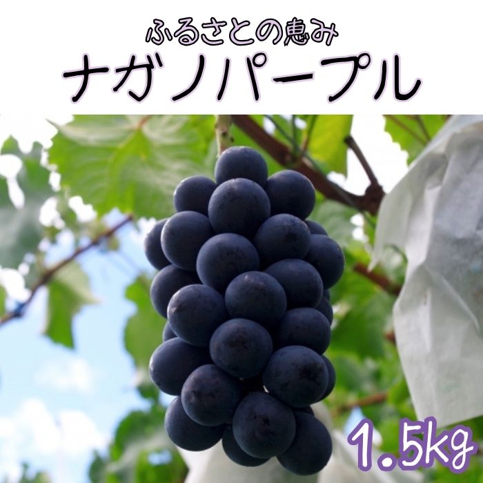 【ふるさと納税】ぶどう ナガノパープル【南信州高森産】ふるさとの恵みナガノパープル1.5kg 長野県 信州 農家直送 果物 くだもの ぶどう 旬のぶどう 寺沢孝臣【配送不可地域：離島】｜長野県高森町
