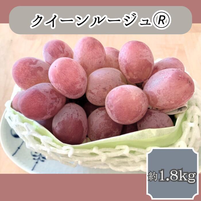 【ふるさと納税】ぶどう クイーンルージュ(R) 約1.8kg 9月中旬より発送 長野県 信州 南信州 高森町 農家直送 果物 くだもの ぶどう 旬のぶどう【配送不可地域：離島】