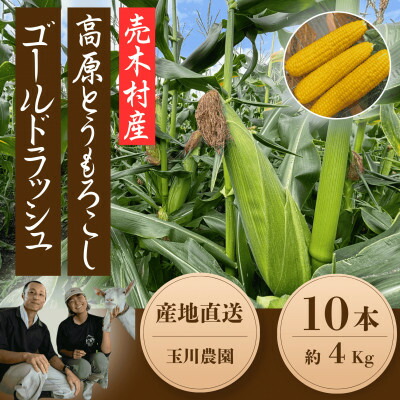 【ふるさと納税】【2025年発送】長野県売木村産 朝採れ高原とうもろこし「ゴールドラッシュ」10本入り【配送不可地域：離島】【1579226】