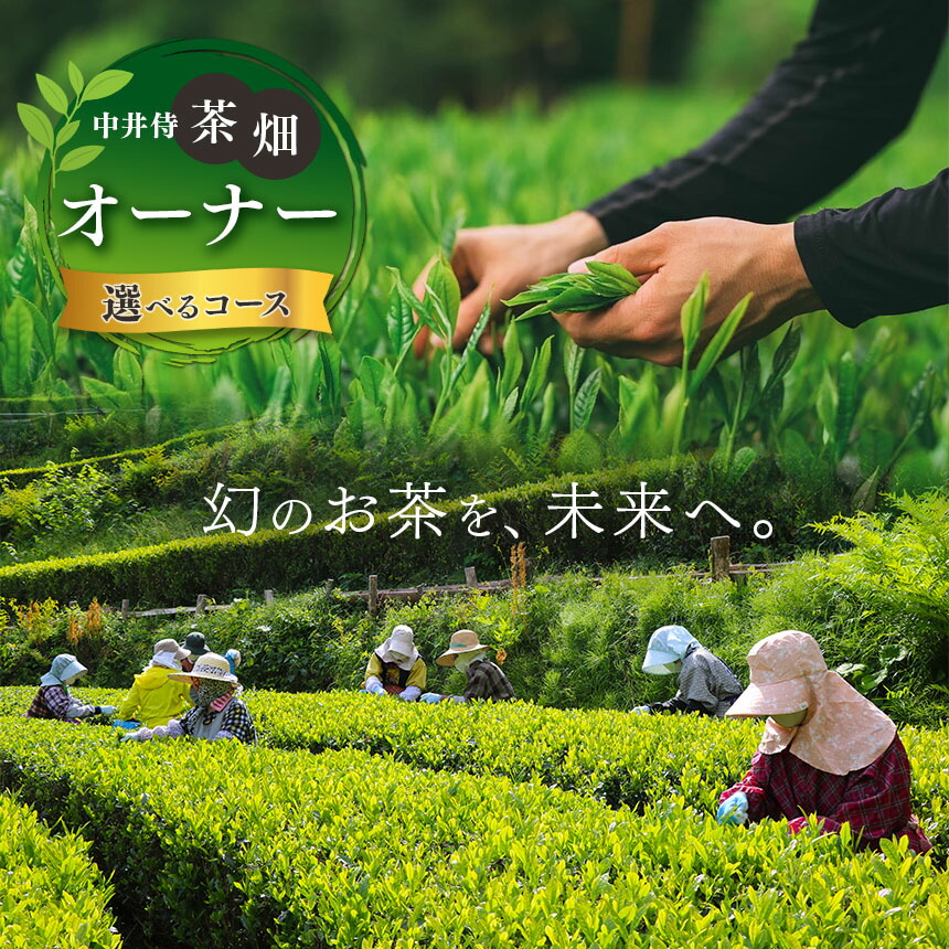 【ふるさと納税】【定期便】「 未来の子供たちにこの美しい風景を残したい!」中井侍の茶畑オーナー 【選べる回数】Aコース(4回お届け)or Bコース(2回お届け)|お茶 茶葉 日本茶 緑茶 国産 手摘み 幻のお茶 浅蒸し茶 中井侍銘茶 秘境 長野県 南信州 天龍村|長野県天龍村