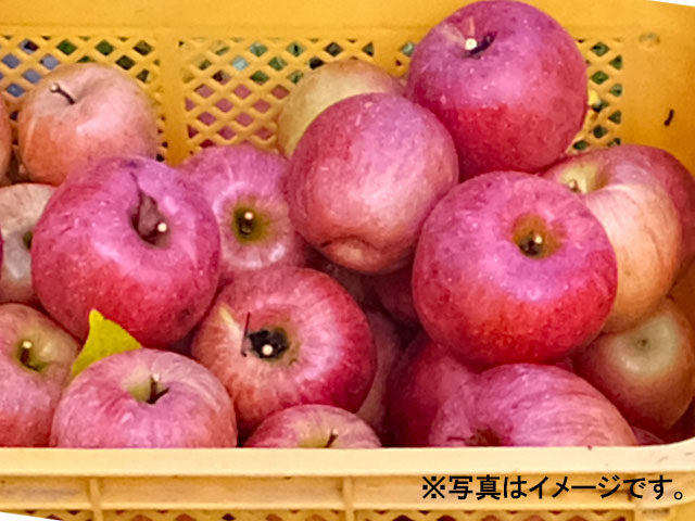 【ふるさと納税】J15 キズあり サンふじ ご家庭用 約10kg 10kg 9,230円