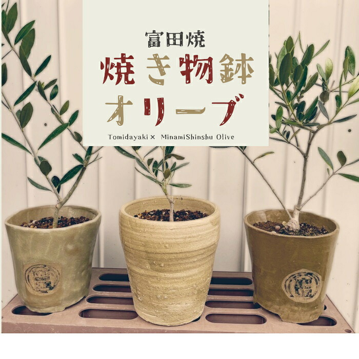 【ふるさと納税】A27 焼物鉢オリーブ ( 富田焼 ）
