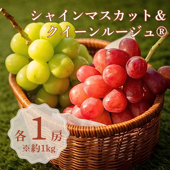 【ふるさと納税】＜先行予約＞ぶどう シャインマスカット＆クイーンルージュ・・ 各1房[約1kg]※2025年9月上旬～9月下旬発送予定※