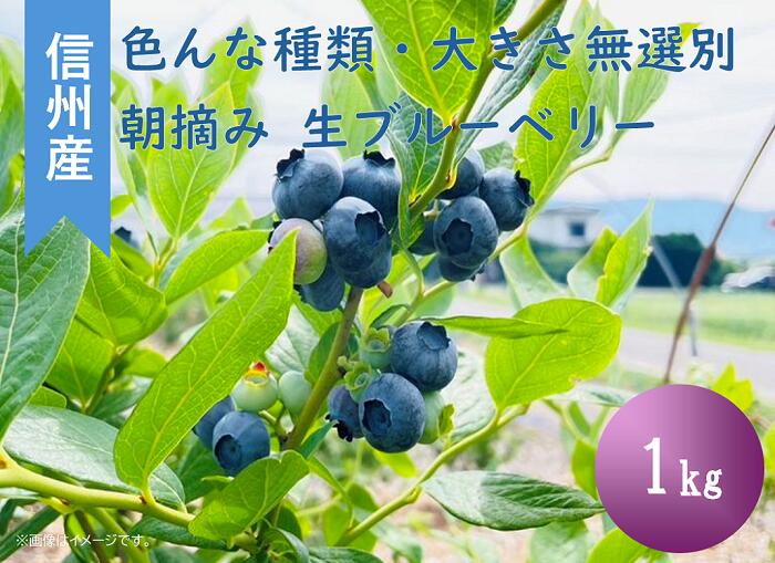 【ふるさと納税】ブルーベリー おやつ 果物 フルーツ 信州 山形村 長野県 3901 信州産 新鮮朝摘み 生ブルーベリー(色んな種類・大きさ無選別)1kg
