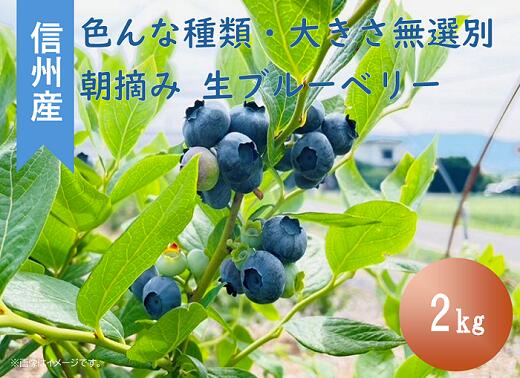 【ふるさと納税】ブルーベリー おやつ 果物 フルーツ 信州 山形村 長野県 3902 信州産 新鮮朝摘み 生ブルーベリー（色んな種類・大きさ無選別）2kg