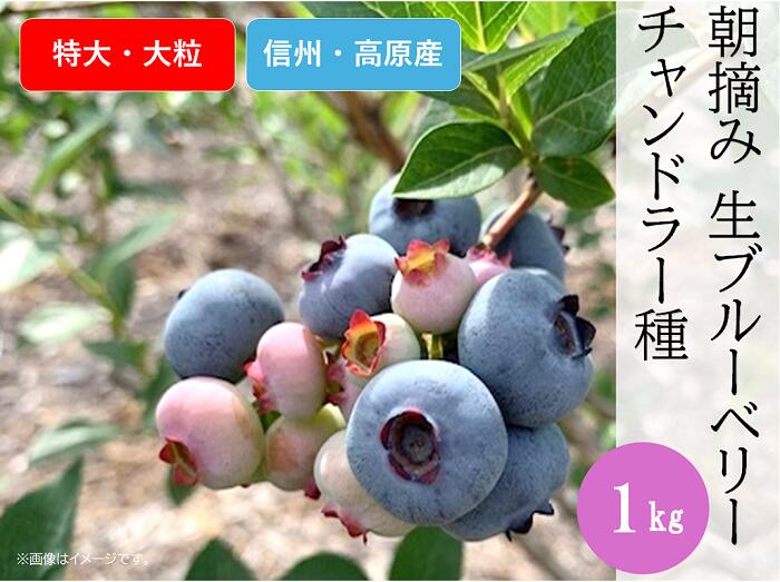 【ふるさと納税】ブルーベリー チャンドラー おやつ 果物 フルーツ 信州 山形村 長野県 3903 信州産 新鮮朝摘み 生ブルーベリー（チャンドラー特大・大粒）1kg