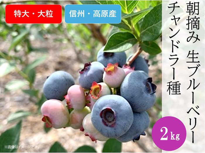 【ふるさと納税】ブルーベリー チャンドラー おやつ 果物 フルーツ 信州 山形村 長野県 3904 信州産 新鮮朝摘み 生ブルーベリー (チャンドラー特大・大粒)2kg