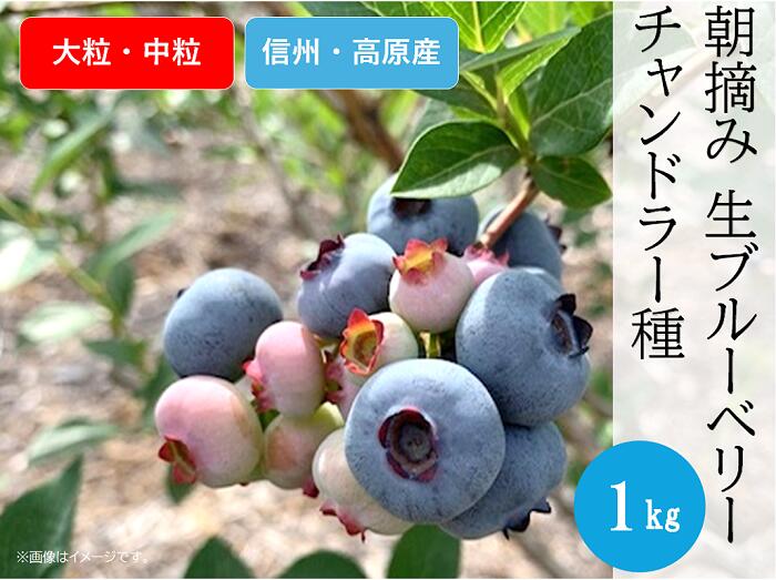 【ふるさと納税】ブルーベリー チャンドラー おやつ 果物 フルーツ 信州 山形村 長野県 3905 信州産 新鮮朝摘み 生ブルーベリー(チャンドラー大粒・中粒)1kg