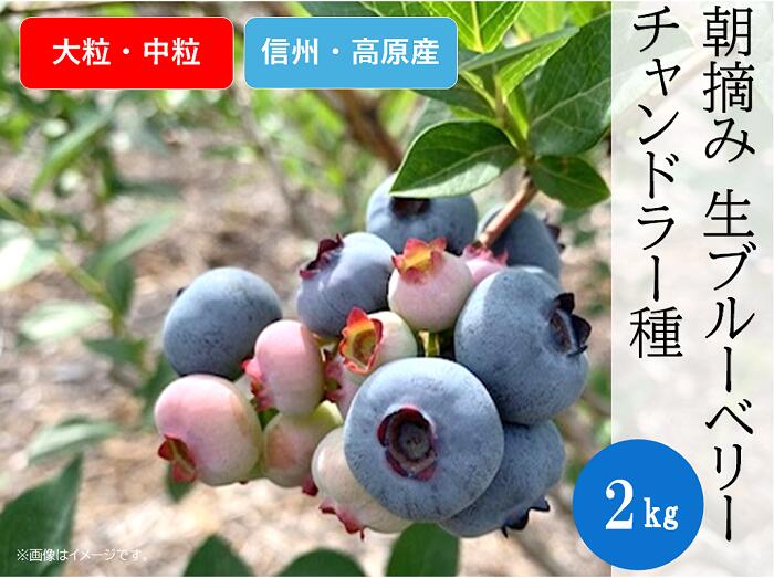 【ふるさと納税】ブルーベリー チャンドラー おやつ 果物 フルーツ 信州 山形村 長野県 3906 信州産 新鮮朝摘み 生ブルーベリー(チャンドラー大粒・中粒)2kg