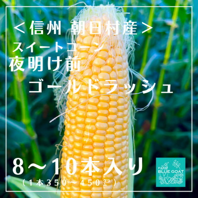 【ふるさと納税】【信州朝日村産】 夜明け前 ゴールドラッシュ　8～10本　〈2025年7月中旬～順次配送〉【配送不可地域：離島・北海道・沖縄県】【1499365】