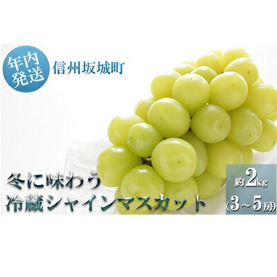 【ふるさと納税】【年内お届け】シャインマスカット 冬に味わう！冷蔵貯蔵 約2kg (3～5房) 長野 信州 坂城 冷蔵シャイン 産地直送 宮原ぶどう園 年内発送 ブドウ 葡萄 種なし フルーツ 果物 　お届け：2025年11月上旬～12月下旬