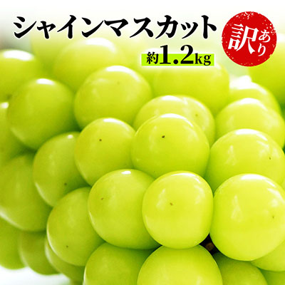 【ふるさと納税】訳あり シャインマスカット 約1.2kg 粒 柳澤果樹園 ぶどう 長野 マスカット ブドウ フルーツ 果物 シャイン 果物類 　お届け：2025年9月中旬～11月上旬