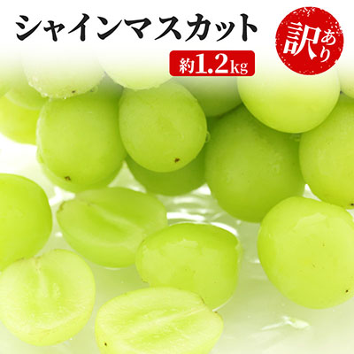 【ふるさと納税】訳あり シャインマスカット 約1.2kg 粒 YANAGISAWA ぶどう 長野 マスカット ブドウ フルーツ 果物 シャイン 果物類 　お届け：2025年9月中旬～11月上旬