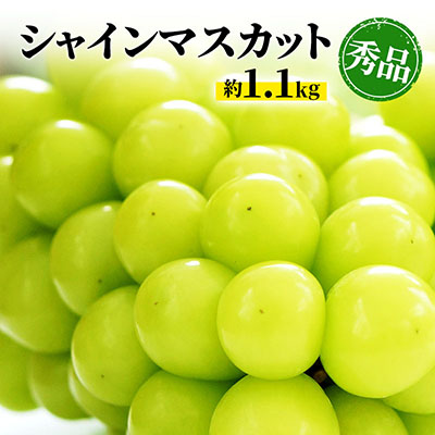 【ふるさと納税】シャインマスカット 約1.1kg 房 秀品 柳澤果樹園 ぶどう 長野 マスカット ブドウ フルーツ 果物 シャイン 果物類 　お届け：2025年9月中旬～11月上旬