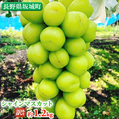 【ふるさと納税】訳あり シャインマスカット 約1.2kg  鈴木果樹園 ぶどう 長野 マスカット ブドウ フルーツ 果物 シャイン【 果物類 】 長野県産 　お届け：2025年9月中旬～11月上旬