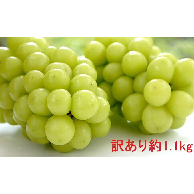 【ふるさと納税】（地域・期間限定）訳あり鈴木果樹園のシャインマスカット約1.1kg 果物 ぶどう フルーツ おやつ デザート 食後 秋の味覚 産地直送 長野県産 有機肥料 　お届け：2025年9月中旬～11月上旬