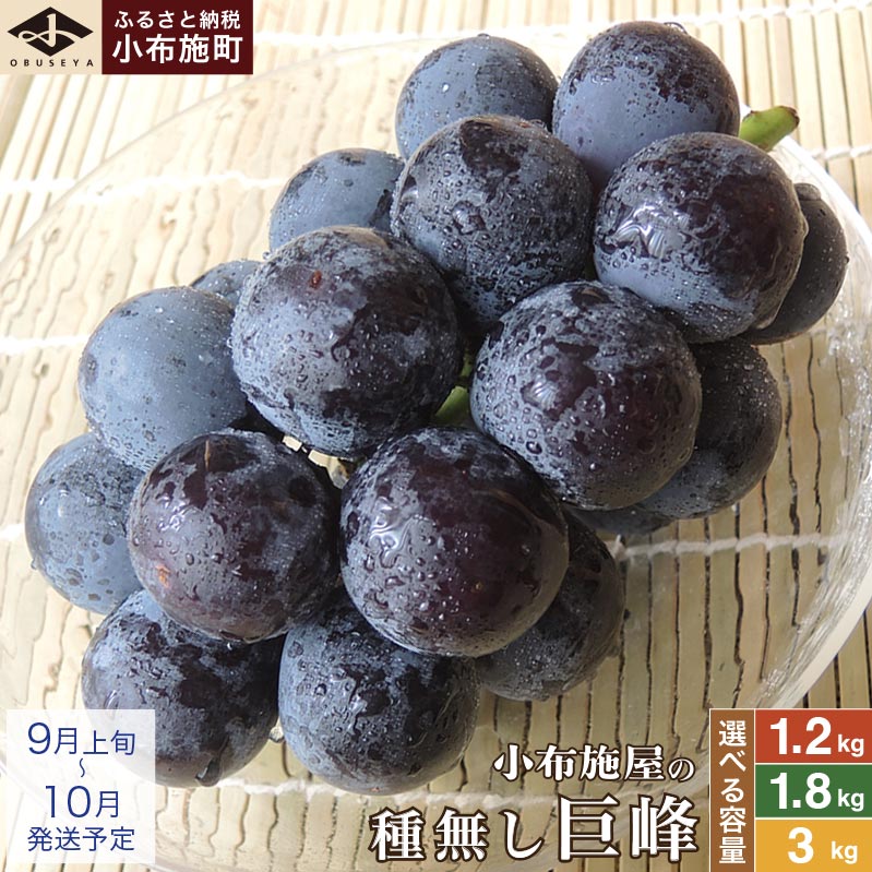 【ふるさと納税】種無し巨峰 約1.2kg 約1.8kg 約3kg 選べる内容量 ［小布施屋］ 種なし 果物 フルーツ ぶどう 葡萄 種無し 種なし クール便 冷蔵便 先行予約 数量限定 長野県産 信州産 デザート 令和8年産 【2026年9月上旬～10月発送】