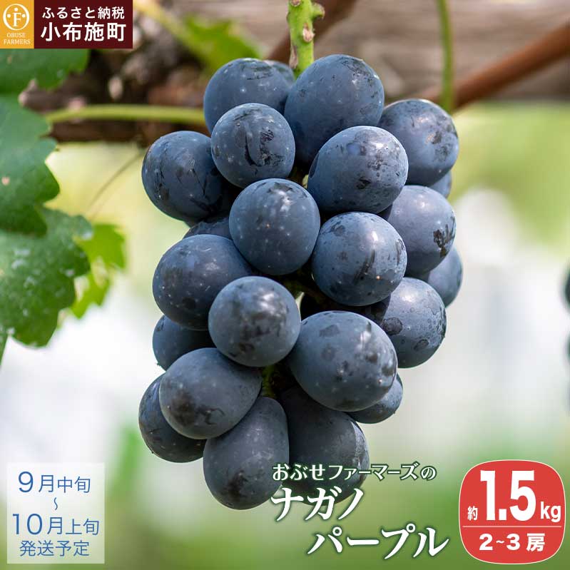 【ふるさと納税】 ナガノパープル 約1.5kg 2～3房 [おぶせファーマーズ] 果物 ぶどう フルーツ 葡萄 長野県産 信州産 冷蔵 クール便 先行予約 数量限定 令和8年産【2026年9月中旬～10月上旬発送】