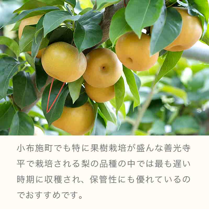ふるさと納税 ま南水梨 粗粗5kg Alstoncompany Com