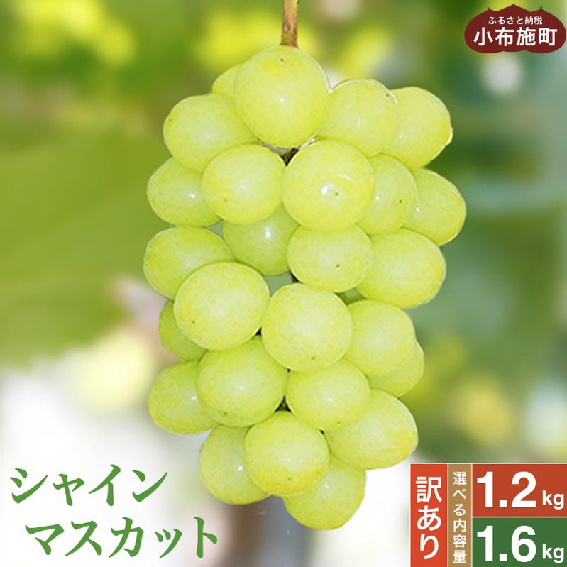 【ふるさと納税】【訳あり】シャインマスカット 約1.2kg & 約1.6kg ［小布施屋］数量限定 期間限定 家庭用 規格外 不揃い 傷 果物 フルーツ ぶどう 葡萄 ブドウ クール便 冷蔵便 生産者応援 支援品 長野県産 信州産 令和8年産【2026年9月中旬～11月下旬発送】｜長野県小布施町 10,000円