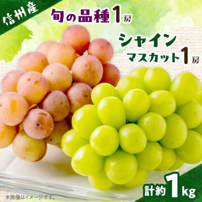【ふるさと納税】【信州産ぶどう2房セット】 シャインマスカット1房・旬の品種1房(約500g×2房)【配送不可地域：離島】【1499822】 9,360円