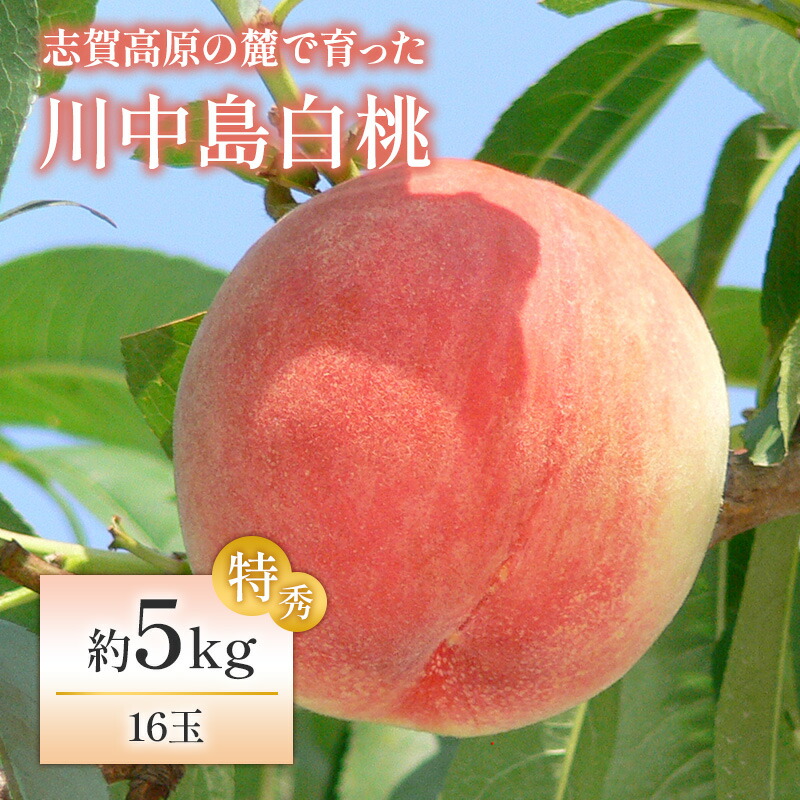 【ふるさと納税】志賀高原の麓で育った 川中島白桃特秀16玉 約5kg  桃 白桃 フルーツ 果物 デザート 長野　お届け：2025年8月18日～8月25日頃発送予定※収穫時期や出荷時期が限られているため日時指定不可