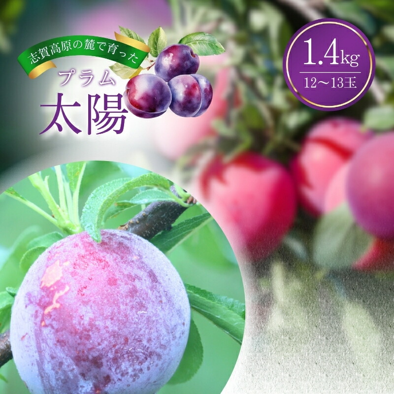 【ふるさと納税】志賀高原の麓で育った プラム 太陽 約1.4kg(12～13玉) 2024年8月20日～26日頃出荷予定※お届け日時指定不可【 すもも フルーツ 果物 長野 】 　お届け：2025年8月20日～8月26日頃発送予定 ※収穫時期や出荷時期が限られているため日時指定不可