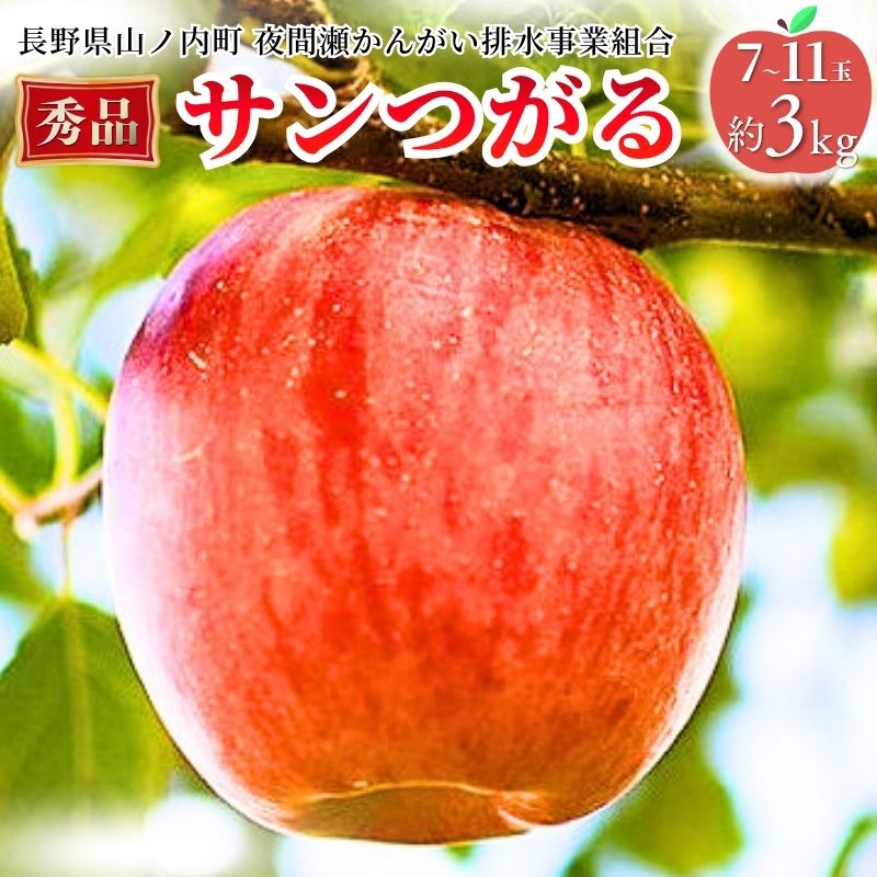 【ふるさと納税】【2026年8月～発送】サンつがる 秀品 約3kg 7～11玉 りんご 果物 信州 長野　お届け：2026年8月下旬～9月中旬