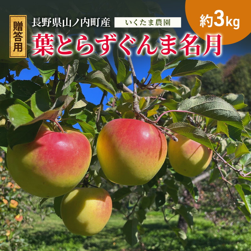 【ふるさと納税】【2026年11月発送】贈答用 葉とらずぐんま名月　約3kg リンゴ りんご フルーツ 果物 お取り寄せ 長野県 山ノ内町　お届け：2026年11月上旬～11月下旬まで