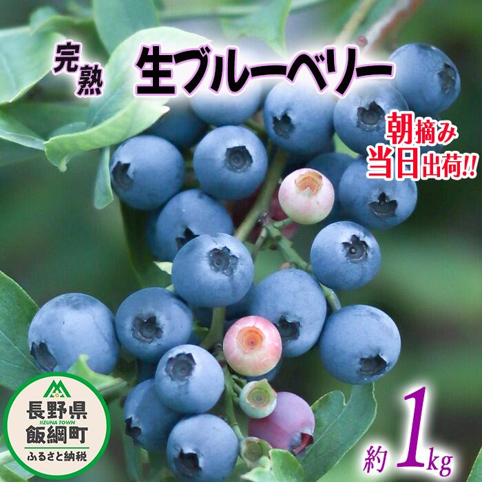 【ふるさと納税】 朝摘み 完熟 ブルーベリー 1kg 井澤農園 配送先は本州限定 令和7年度収穫分 長野県 飯綱町 〔 信州 果物 フルーツ ベリー 長野 15000円 予約 農家直送 〕発送時期：2025年7月上旬～2025年9月上旬